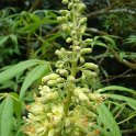 Aesculus glabra